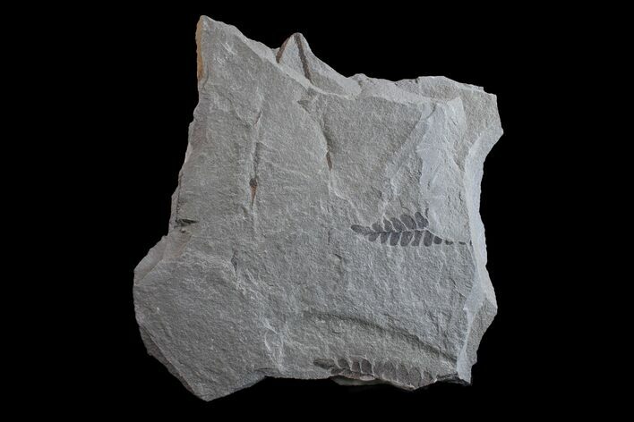Pennsylvanian Fossil Fern (Neuropteris) Plate - Kentucky #154731